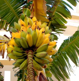 Интересные факты про банан